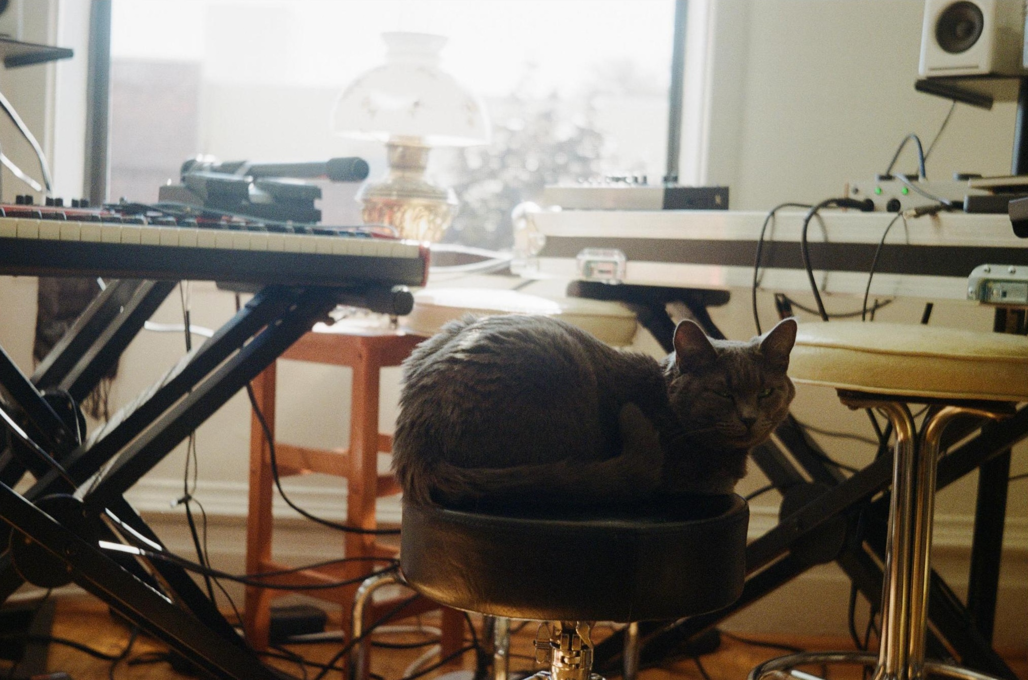 Richard's cat Faraday